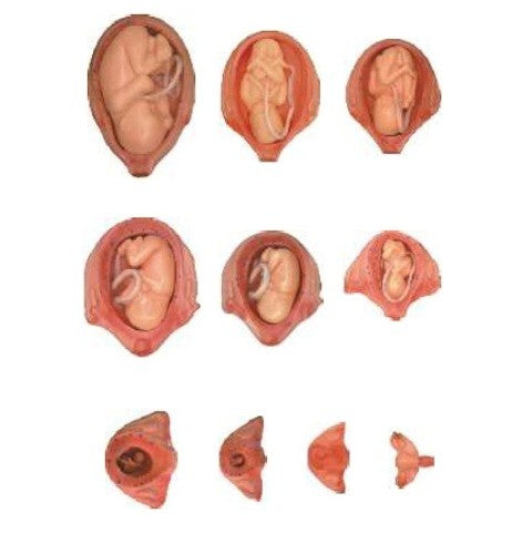 Human Embryo Set, PVC Human Embryo Set, PVC